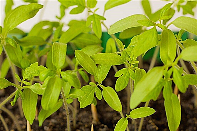 Causes of death of tomato seedlings