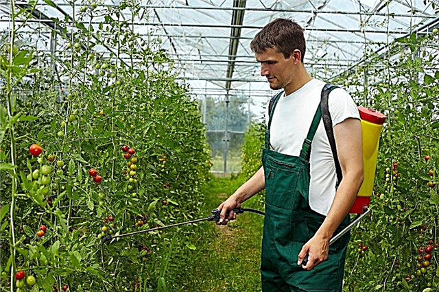 Aplicación de fungicidas para tomates.