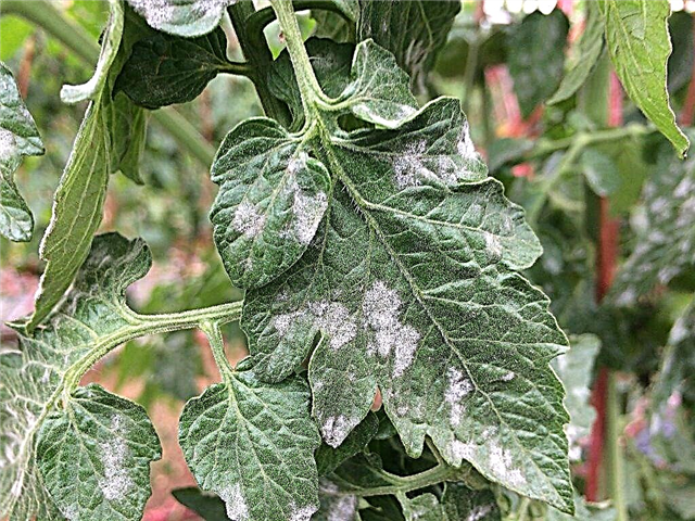 Treatment of septoria in tomatoes