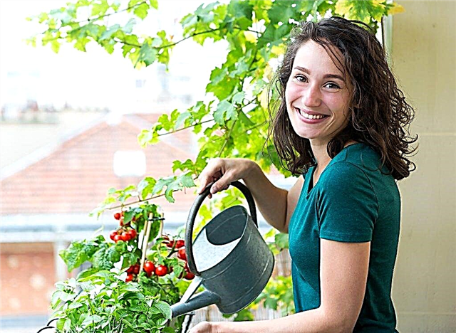 زراعة الطماطم على الشرفة