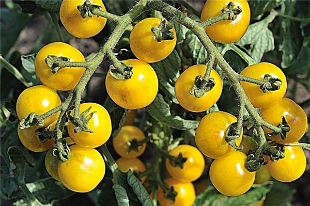 Indikatoren für die Tomatenproduktivität aus einem Busch