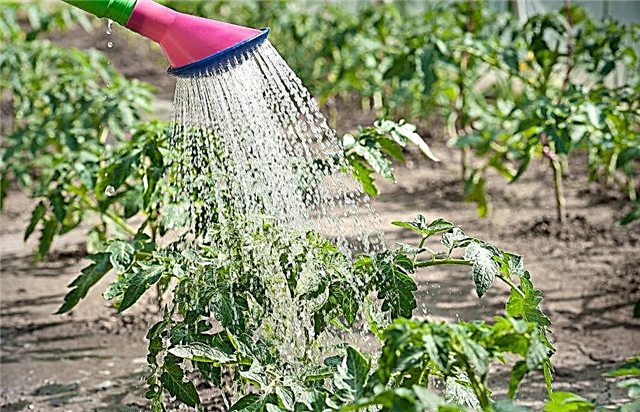 Regler för vattning av en tomat efter plantering