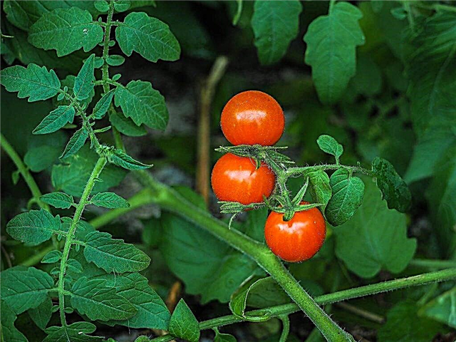 Reglas para cultivar y regar tomates en el alféizar de la ventana