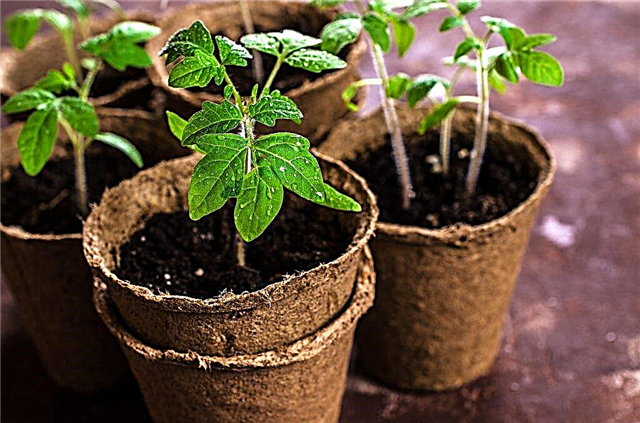 When is the best time to sow tomatoes for seedlings