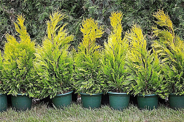 Features of growing western thuja amber