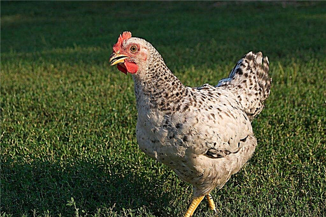 Features of the Pushkin breed of chickens