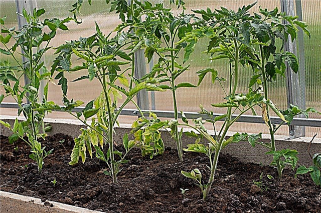 Raisons de la chute des plants de tomates