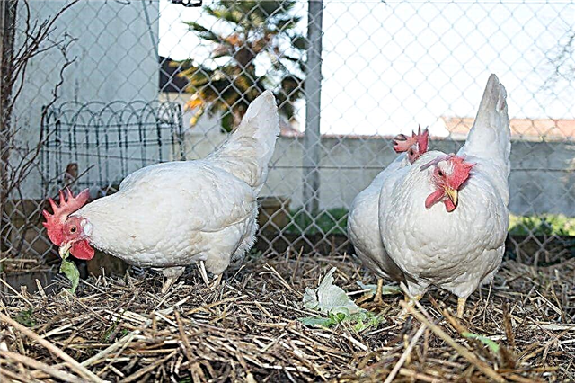 Egg meat breed of Leghorn chickens