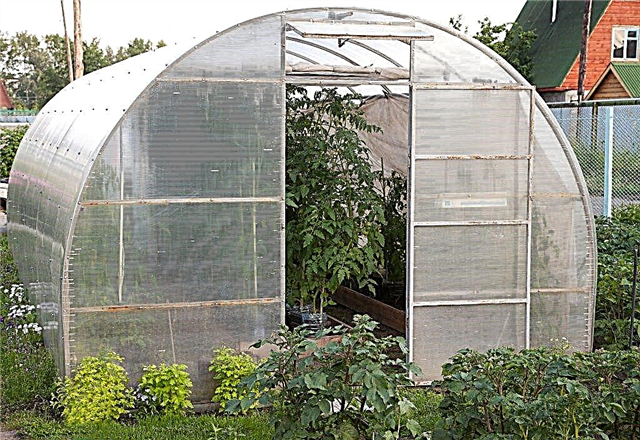 Usando un invernadero para las plántulas de tomate