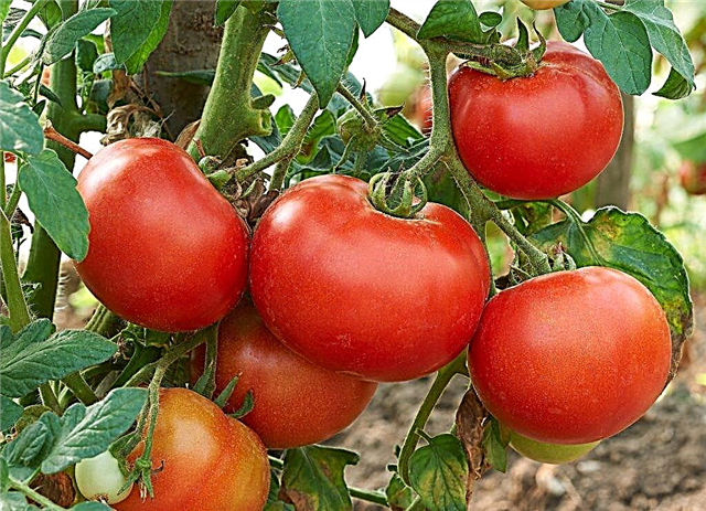 The effectiveness of the Chinese method of growing tomatoes