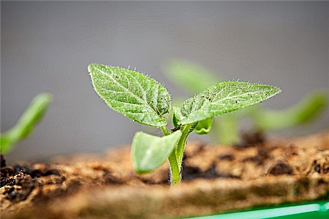 Growing tomato seedlings according to the Ganichkina method