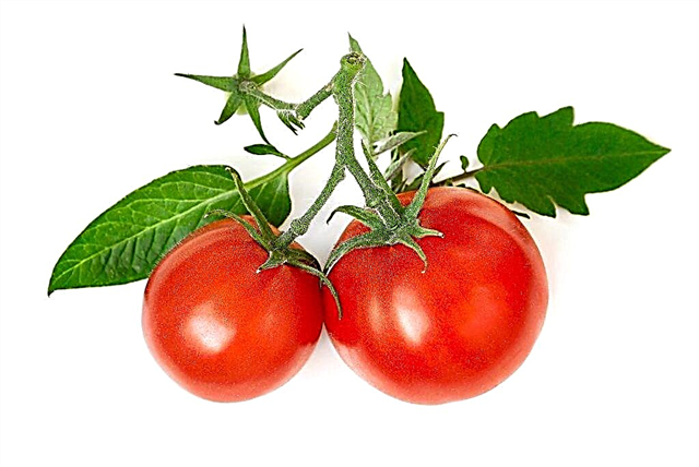 Odling av tomater enligt metoden enligt Galina Kizima