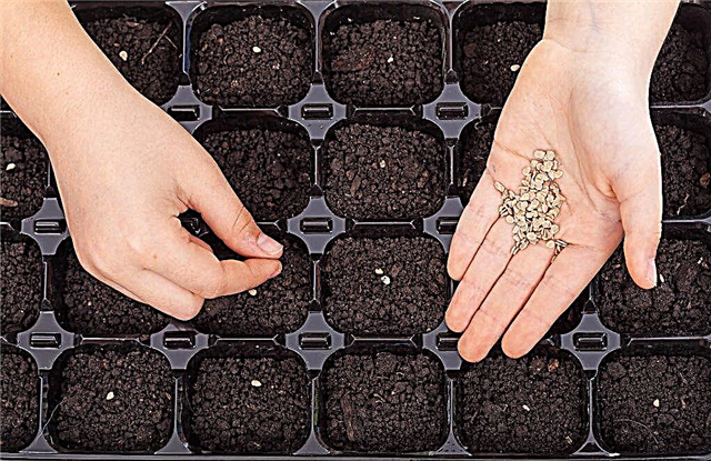 How to prepare tomato seeds for planting seedlings