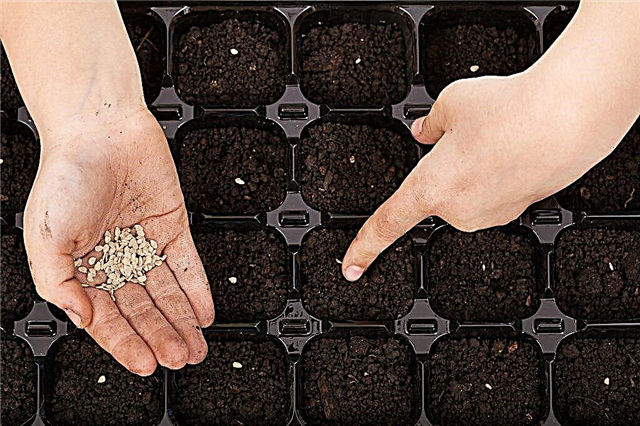 Cuándo y cómo plantar tomates con semillas