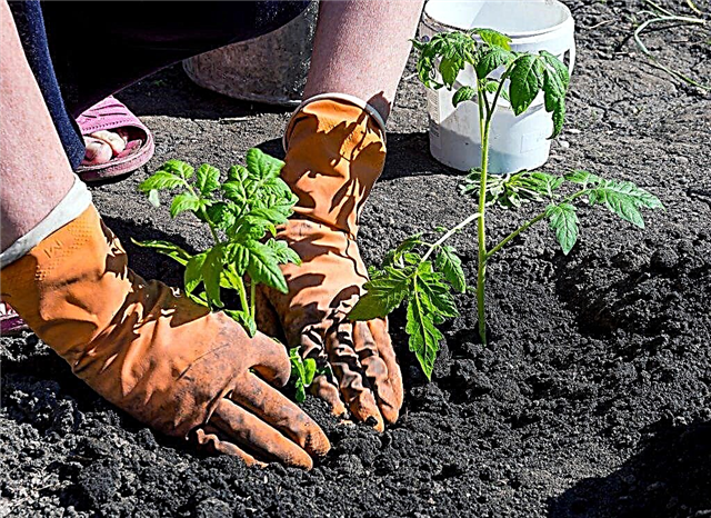 Rules for planting tomato seedlings in open ground