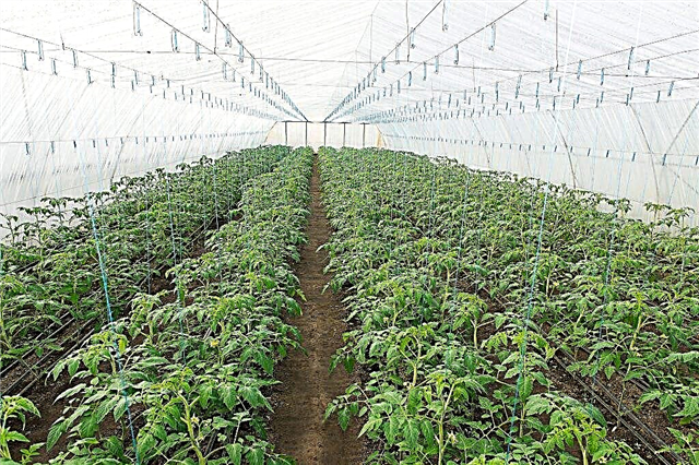 Le principe de la plantation de tomates dans une serre