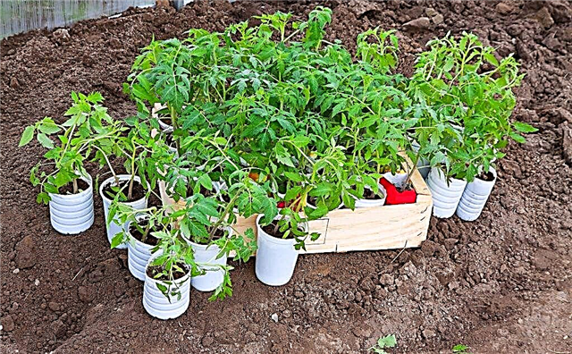 Tomato seedling transplant rules