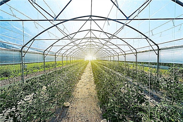Kdy zasadit rajčata ve skleníku