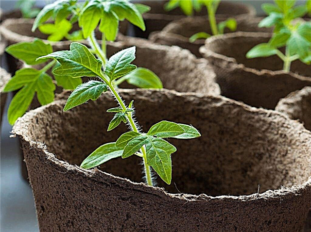Rules for growing tomato seedlings for a greenhouse