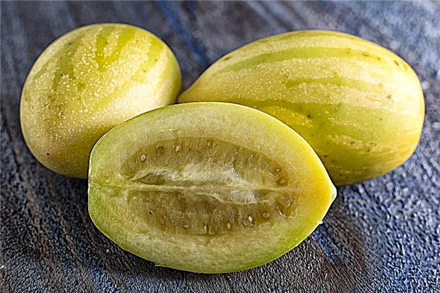 Melon Pear Descripción