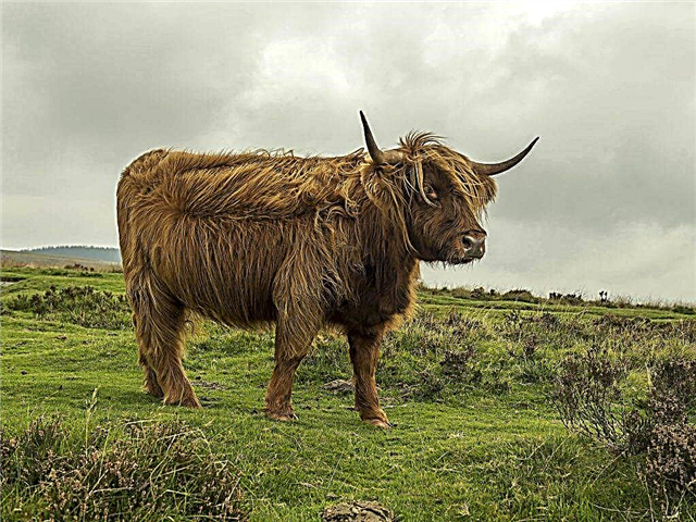 Highland cows, or Scottish highland