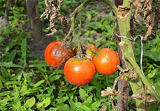 Sygdomme og skadedyr af tomatplanter og deres behandling