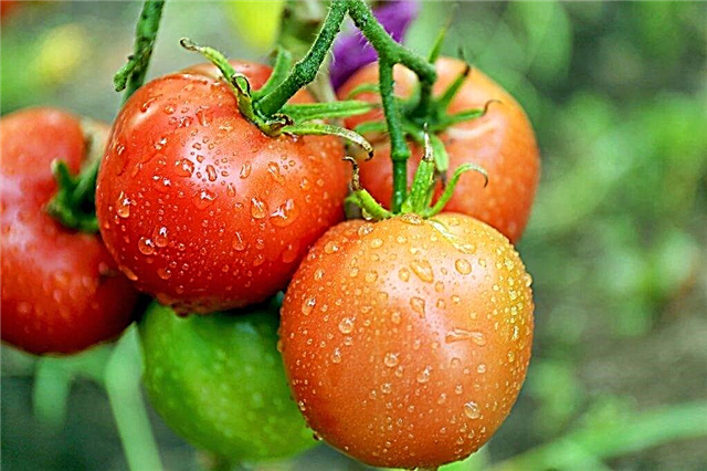 Anbau und Verwendung einer Tomate
