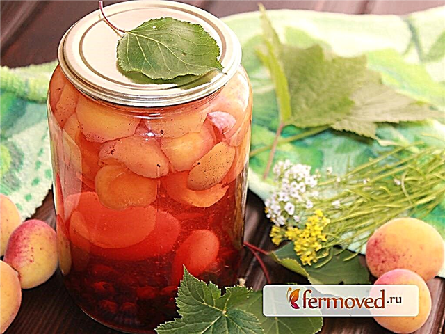 Apricot and currant compote - cooking secrets