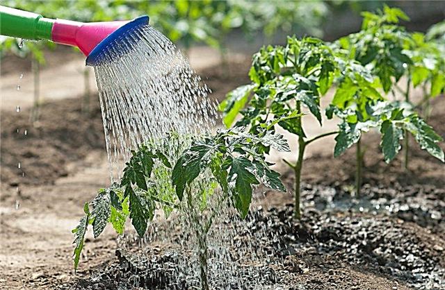 Cara menyiram tomato semasa menanam