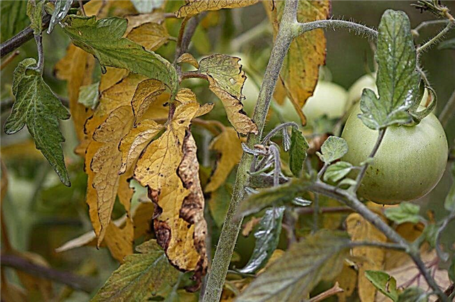 Paradižnikov list zaradi kloroze: znaki in zdravljenje