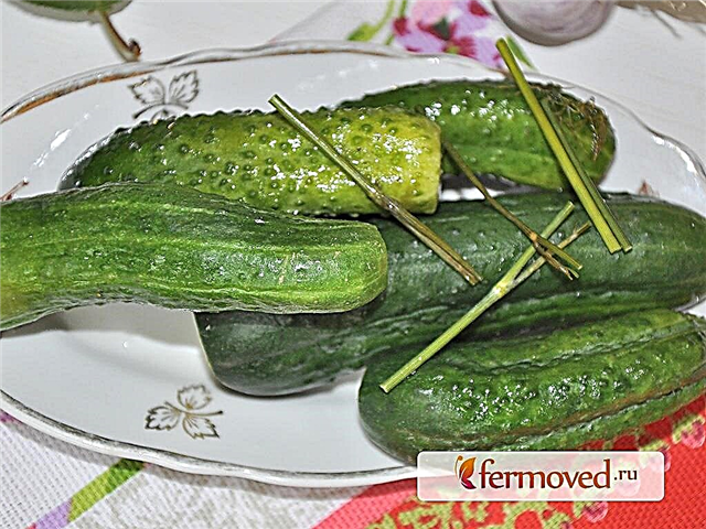 Hot salted cucumbers - quick, easy and tasty