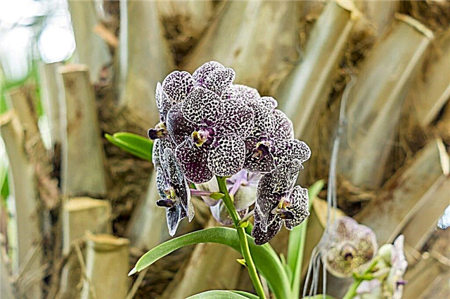 Orquídea Cleopatra - reglas de cultivo