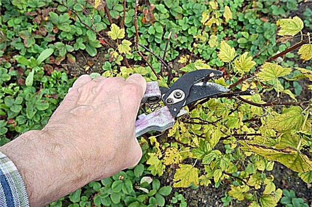 Pruning currants in the fall - basic rules