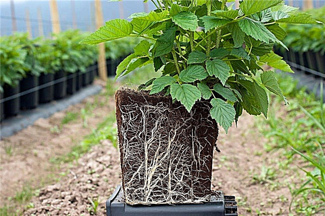 Podstawowe zasady jesiennego sadzenia malin - instrukcje krok po kroku