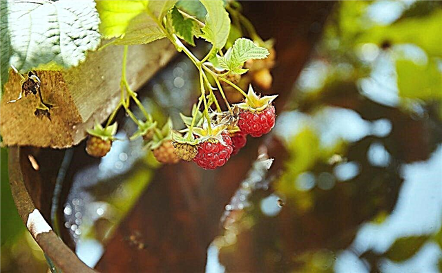 How to feed raspberries in the fall - which fertilizer to choose