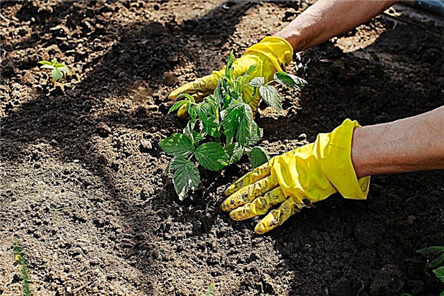 Regler for høstplanting av bringebær - trinnvise instruksjoner