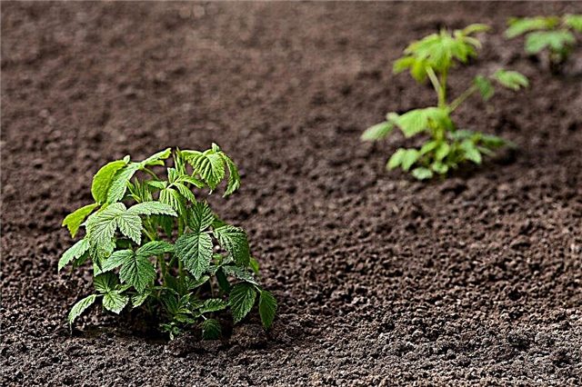 Reglas de otoño para el trasplante de frambuesa: secretos de jardineros experimentados