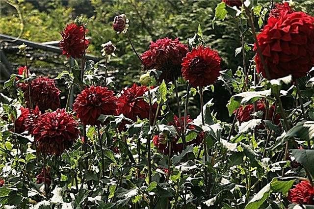 When and how to dig dahlias in the fall