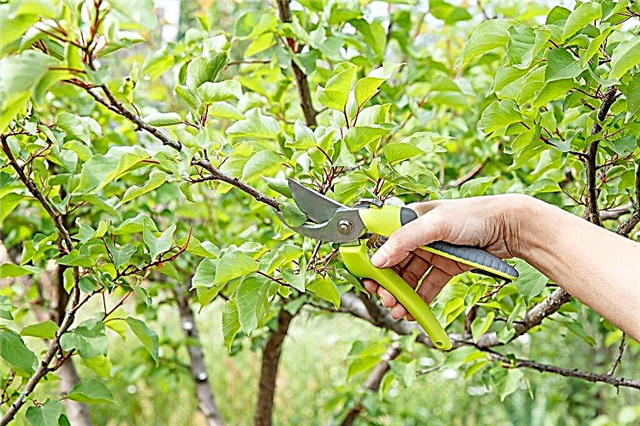 Pruning apricots in the fall - step by step instructions