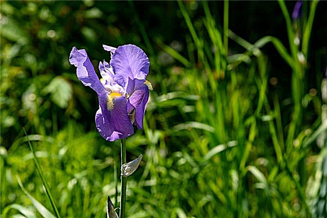 Reglas para el cuidado de los iris en otoño