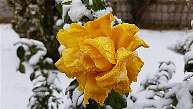 אנו מכסים ורדים לחורף באזור מוסקבה - חוקים ותנאים