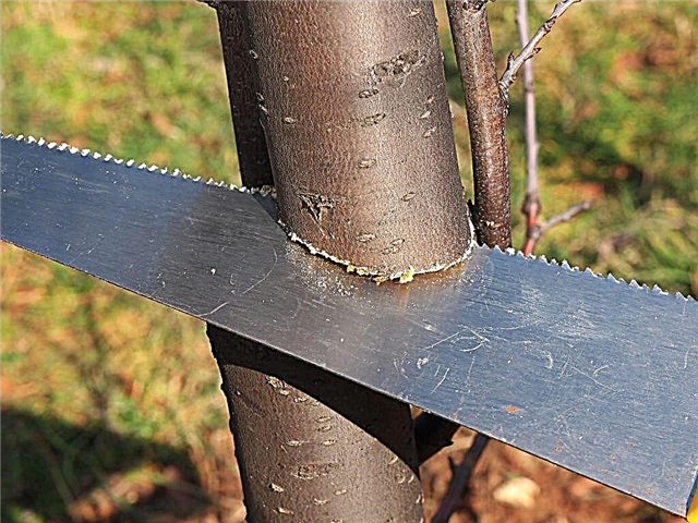 Pruning plums - how to carry out the procedure in the fall