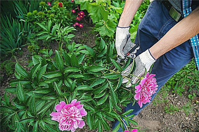 How to care for peonies in autumn - preparing flowers for winter