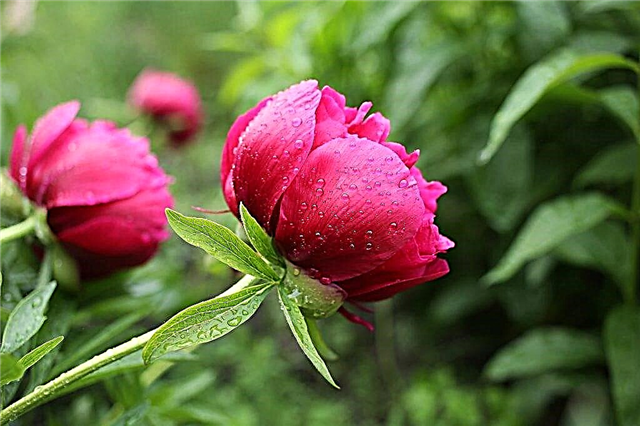 Top dressing of peonies in the fall - terms and necessary components