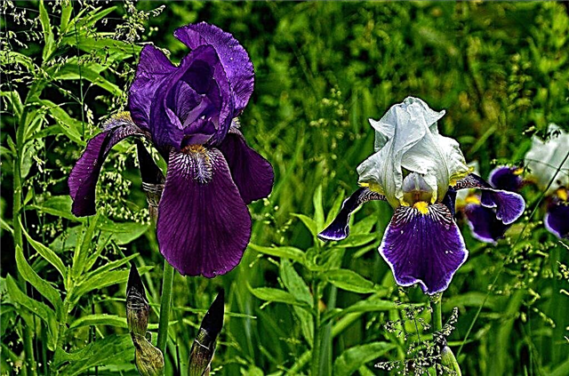 Iris - caractéristiques de la greffe d'automne