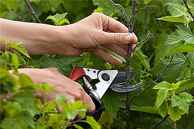 Le rajeunissement des raisins de Corinthe à l'automne est la clé d'une récolte réussie pour l'année prochaine