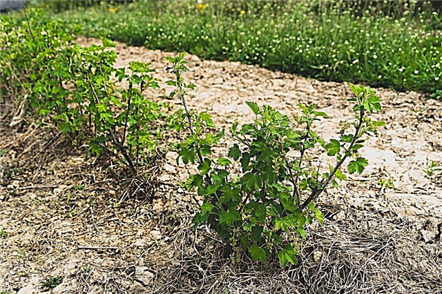Comment planter des raisins de Corinthe à l'automne - règles et recommandations