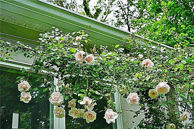 Ripara le rose rampicanti per l'inverno - cosa consigliano i giardinieri esperti