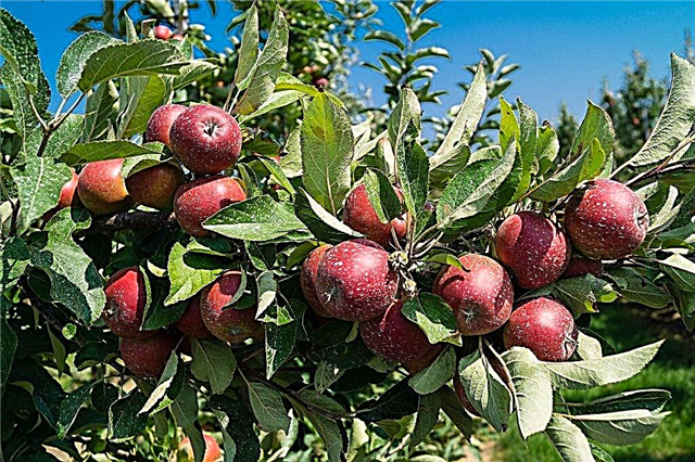 Odrůdy červeného jablka: nejlepší odrůdy