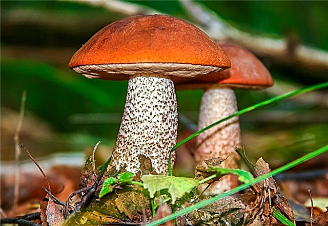 Quels champignons poussent dans la région de Moscou en octobre 2019
